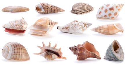 different sea shells