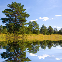 Fototapeta na wymiar pine forest with water reflection