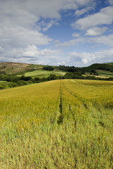 Fototapeta premium Rural North Yorkshire