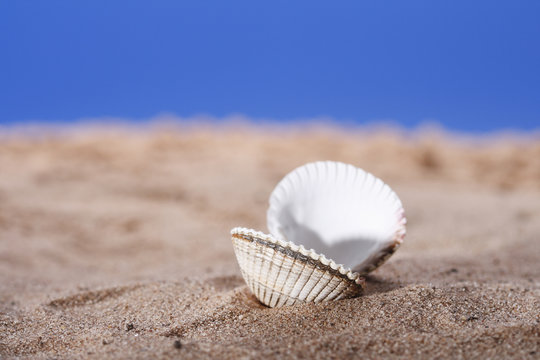 open seashell on beach sand and sky background, shallow DOF