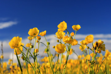 A field of buttercup flowers against a deep blue sky
