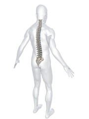 illustration der wirbelsäule