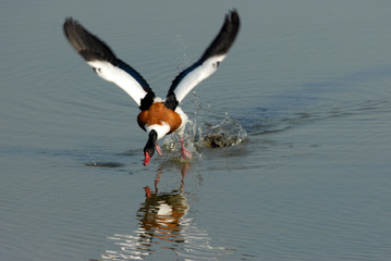 startversuch Halbgansvogel