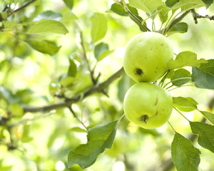 two apples on the tree