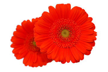 Rote Gerbera