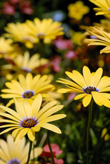 Selective Focus Detail of Yellow Summer Daisies