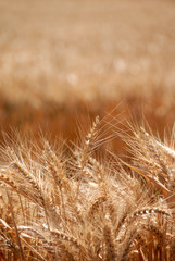 Ripe Wheat Detail With Extreme Selective Focus