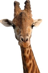 Naklejka premium Giraffe isolated