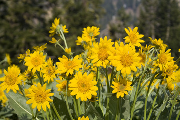 Oregon Sunshine wildflowers blooming in summer