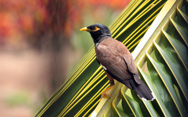 Kona Island Minah Bird on Palm Leaf, Hawaii