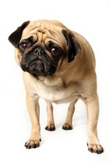 Obraz premium Grumpy Puppy