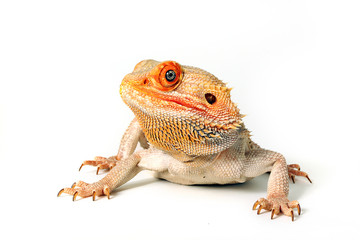 Fototapeta premium Color Morph Bearded Dragon