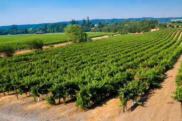 Fototapeta na wymiar Vineyards in California