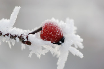 wildrose im winter