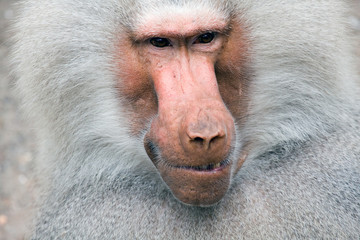 baboon portrait close up - papio hamadrya