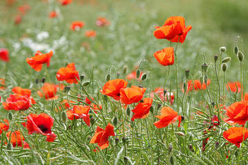 Blooming poppies