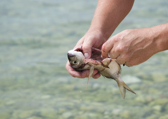 Ausnehmen eines Meeresfisches