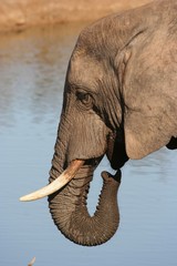 African Elephant at water hole