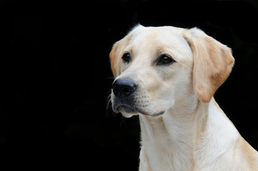 yellow labrador