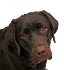 Adorable chocolate labrador