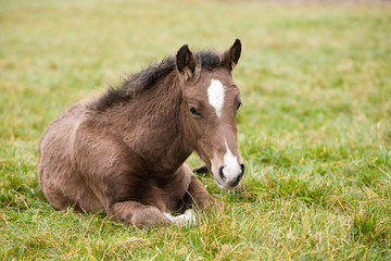 Foal