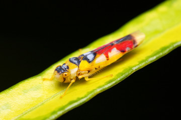 Colorful Hopper
