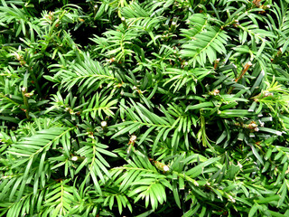 Many Leaves Background