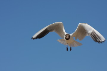 mouette rieuse
