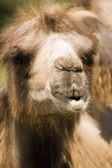Close-up view of a camel with his mouth open