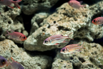 Fototapeta na wymiar Tiger fish in an aquarium