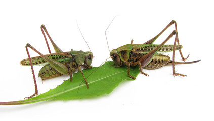 Grasshoppers eat herb leaf