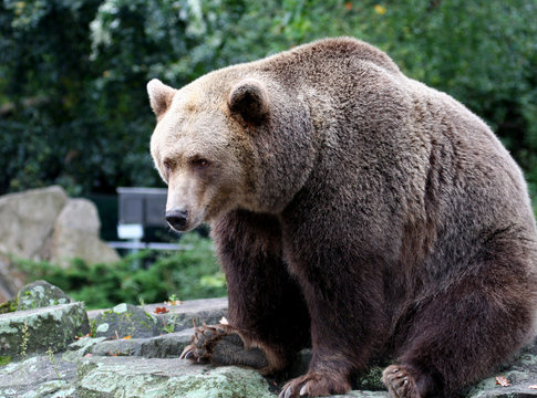 Portrait of Brown Bear showing details.