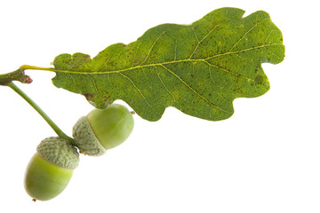 Oak leaf with an acorn isolated on white