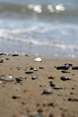 Fototapeta na wymiar shells on a beach