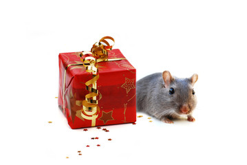 surprise! kleine maus und weihnachtsgeschenk