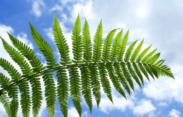 feuille de fougère