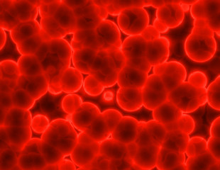 Bacteria Cell Cluster Abstract in Red Tones