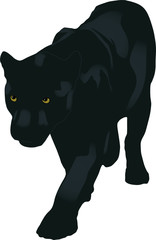 the illustration of panther