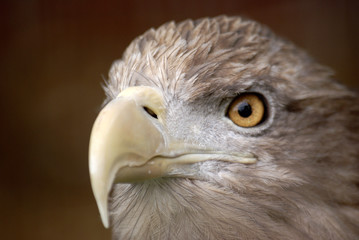 eagle