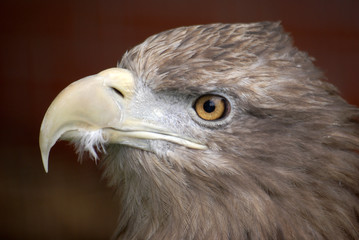 eagle