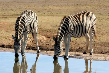 Fototapeta na wymiar Zebras at a Water Hole