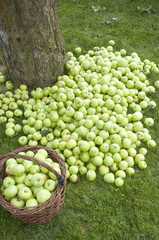 apples piled at foot of apple tree
