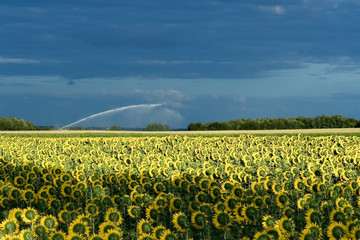 Campo de girasoles cerca de Angouleme (France)