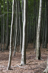 row of trees