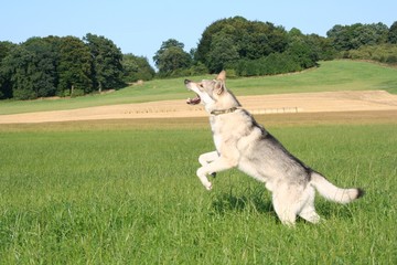 Saarloos Wolfhound 48