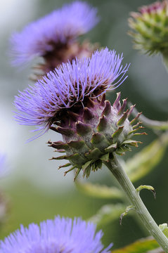 Cardoon Artichoke