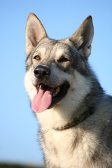 Saarloos Wolfhound 37