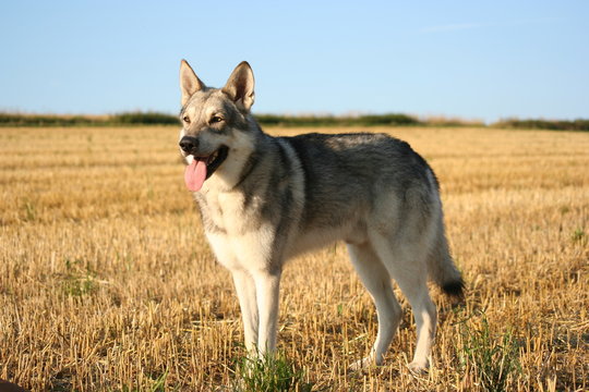 Saarloos Wolfhound 24
