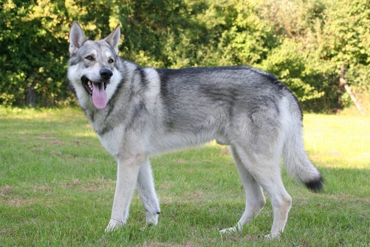 Saarloos Wolfhound 36