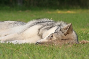 Saarloos Wolfhound 54